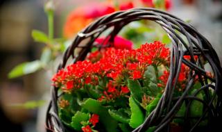 花篮的花儿香是红歌吗 广场舞花篮的花儿香