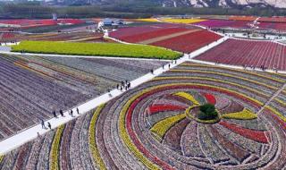 郁金香温泉 郁金香温泉