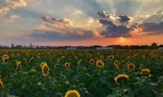 请问:河南哪里有向日葵花海 向日葵花海
